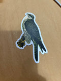 Falcon Sticker